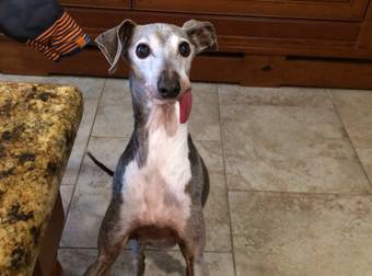 These Silly Pets Can’t Remember To Keep Their Tongues In Their Mouths