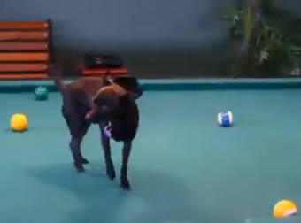 They Put Their Dog On A Pool Table, As It Turns Out, He’s Actually A Pool Shark!