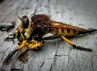 If You Thought Normal Wasps Were Scary, Wait Until You Meet The Robber Fly.