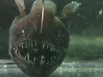 New Footage Of This Deep Sea Creature Will Give You Nightmares