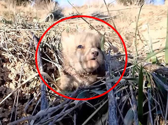 A Couple Found This Dying Baby Fox And Nursed It Back To Health.