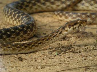 What This Man Thought To Do With A Snake And A Tarantula Is Terrifying