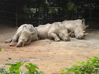 These Sneaky Rhinos Made A Run For It When Their Gate Keeper Fell Asleep On The Job