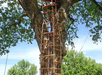 What One Family Did To Their Tree Is Absolutely Inspired…Love This