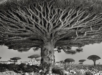 This Woman Spends Her Time Photographing The World’s Oldest Trees