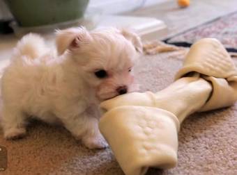 These Dogs Don’t Understand That They Are Way Too Small For Their Toys