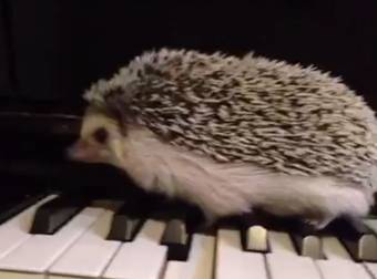 This Hedgehog Inadvertently Played An Amazing Jazz Piece On The Piano