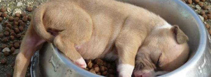 These 18 Super Sleepy Animals Most Likely Have A Case Of Narcolepsy