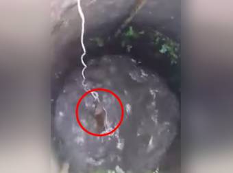 This Dog Was Stranded In A Well Until Someone Unbelievably Pulled Her Out