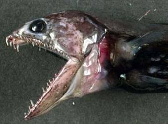 This Impressive Deep Sea Fish Can Catch And Eat Prey 10 Times Its Own Size