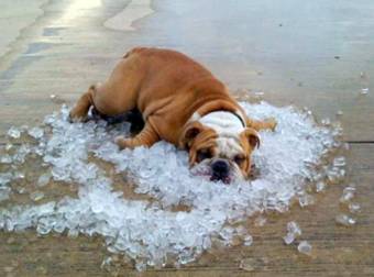 The Struggle Is So Real For These 26 Hilarious Animals Stuck On Patches Of Ice