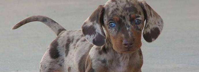 The 28 Cutest Mixed Breed Dogs You Will Want In Your Life