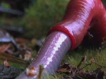 What This Giant Leech Did Will Make You Want To Stay Inside Forever