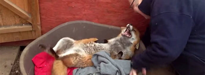 Friendly Fox is in Love With the Kind Man Who Rescued and Adopted Her.