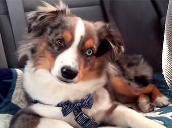 Puppy Wakes Up To His Favorite Song From Disney’s Frozen And Sings Along