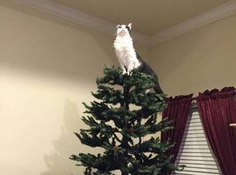 Christmas Is The Most Wonderful Time Of The Year To Be A Curious Cat