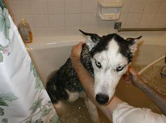 These Dogs Freak Out After Getting A Bath, And It’s Adorable And Hilarious