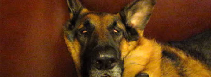 Owners Caught A German Shepherd Hilariously Waking Up From A Deep Sleep.