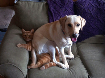 These Dogs Found The Cuddliest, Comfiest Seat In The House. On The Cat.