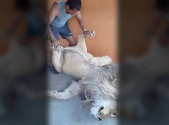 What A Heavyweight Boxer Did To This Killer Lion Absolutely Floored Me. Whoa.