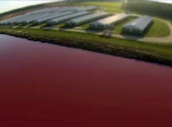 He Flew A Drone Over A Factory Farm And Captured Disturbing Footage