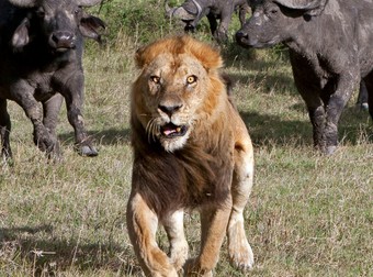 What Photographers Discovered This Lion Doing Is Both Hysterical And Awesome