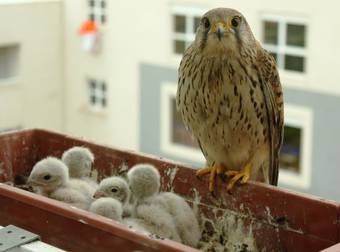 This Guy Woke Up To The Most Unusual Surprise On His Balcony. Wait…WHAT?!