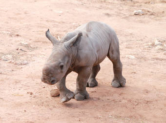 These Baby Animals May Be Adorable Now, But Soon They’ll Be Deadly.