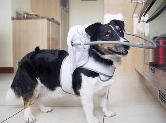 These Blind Dogs Are Real Angels…Thanks To This Brand-New Adorable Invention.