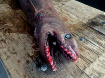 What Fishermen Found In Australia Will Haunt Everyone’s Dreams