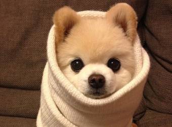 These 24 Animals Are Doing A Better Job Staying Warm Than You Are This Winter