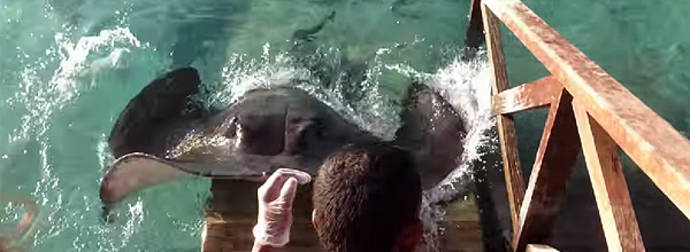 A Hungry Stingray Leaps Out Of Water And Climbs A Ramp For A Tasty Treat.