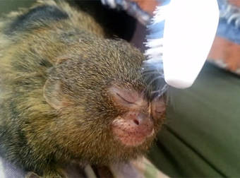 This Little Marmoset Just Wants Love…And Maybe A Relaxing Massage