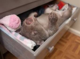 Kenny The Rescued Wombat Is Now The Internet’s Cutest Napper