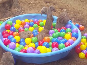 When You Combine Mongooses And A Tiny Ball Pit, It’s The Cutest Thing Ever