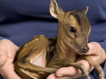 Saint Tiggywinkles Wildlife Hospital Means Seriously Adorable Buisness