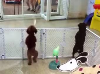 This Dog’s Got All The Right Moves When She Sees Her Mom At Day Care