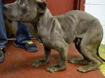 Adorable Dwarfed Pit Bull Is Rescued And Given A New Lease On Life