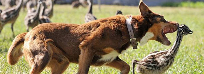 Meet Chip The Dog, The Most Adorable  (And Unique) Farmhand You’ll Ever See.