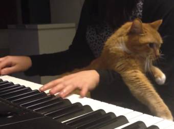 When This Cat’s Owner Plays Piano, He Thinks It’s Time For A Nice Cuddle