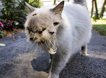 The World’s Oldest Cat With Two Faces Just Died, We’re Going To Miss Him