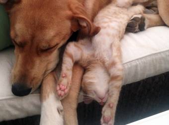 These 20 Cats And Dogs Have Abandoned Their Hatred In Favor Of Forbidden Love