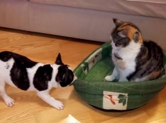 A Little French Bulldog Declares War When A Cat Steals His Puff