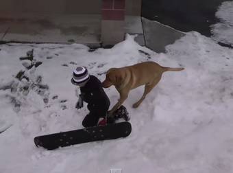 This Family Dog Got Frisky With Everyone Who Wiped Out While Snowboarding