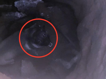 It’s Unbelievable Just Where Firefighters Found This German Shepherd…Oh My!