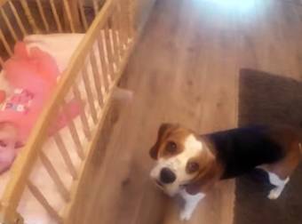 This Dog Doubles As An Adorable Babysitter For His Little Sister