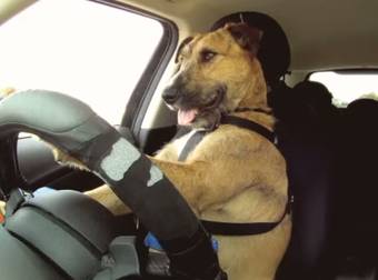 These Talented Pups Tear It Up On The Race Tracks, Proving Dogs CAN Drive