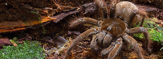 This Guy Had The Best Reaction When He Bumped Into The Biggest Spider In The World.