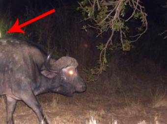 This Smart Genet In South Africa Grabs Rides With His Bigger Buddies.