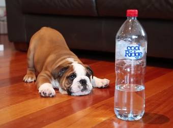 Watch This Bulldog Puppy Battle His Greatest Enemy: A Water Bottle